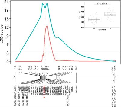 Introgression of a Danbaekkong high-protein allele across different genetic backgrounds in soybean